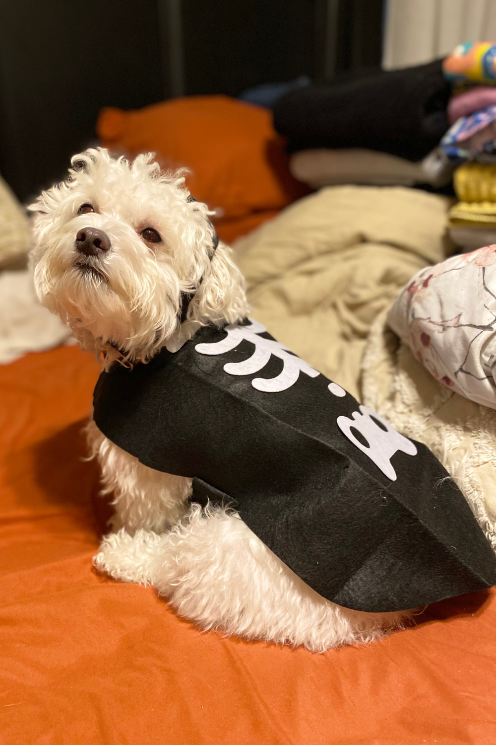 happy halloween finds (2)