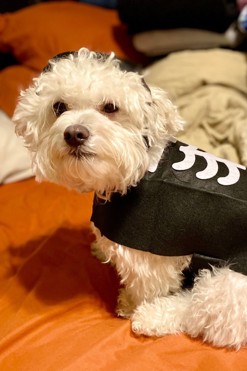 happy halloween finds (3)